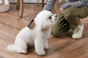 Easy Grooming Habits For A Happier PAWS