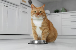 Pet Feeding Essentials For Happier PET Mealtimes